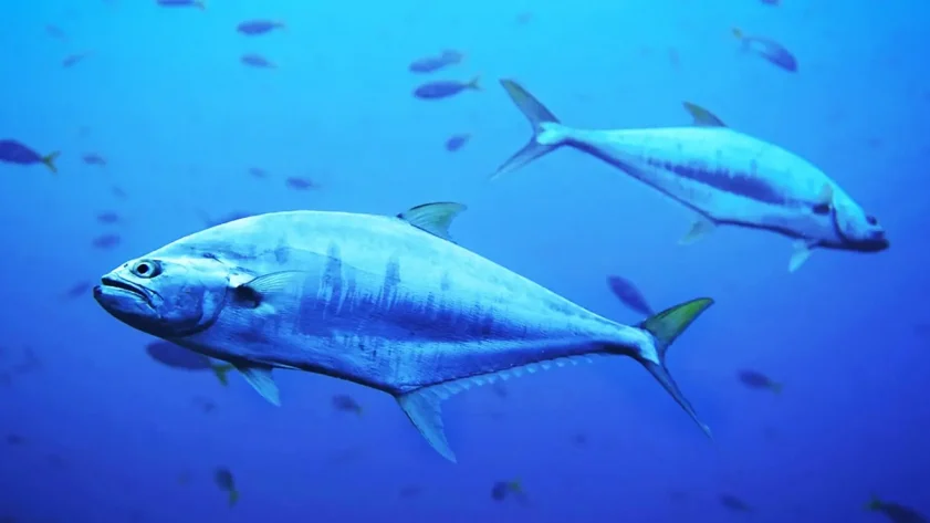 Έρευνα για τον τόνο