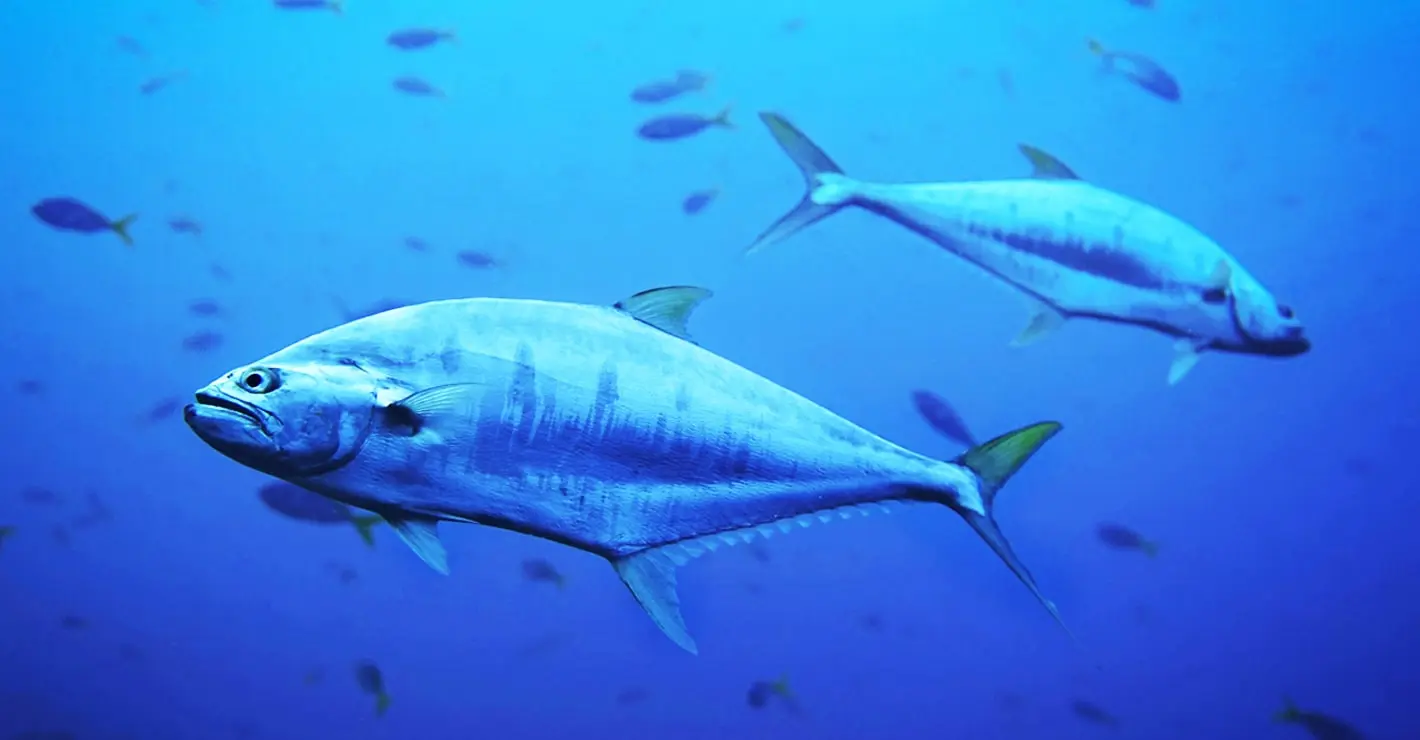 Έρευνα για τον τόνο