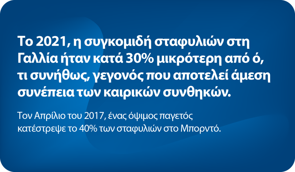 Ψυχρή αποθήκευση στον τομέα της οινοποιίας